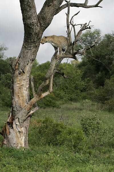 Leopard on tree branch