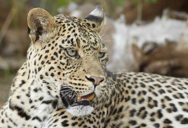Leopard close-up view