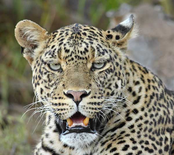 Leopard male making eye contact