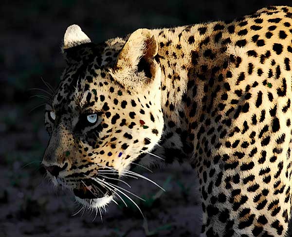 Leopard in dappled shade