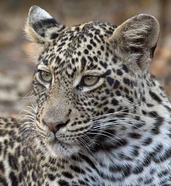 Portrait of young female leopard