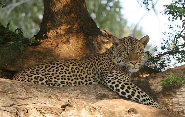 Leopard relaxing in mashatu tree