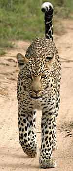 Leopard with white-tipped tail