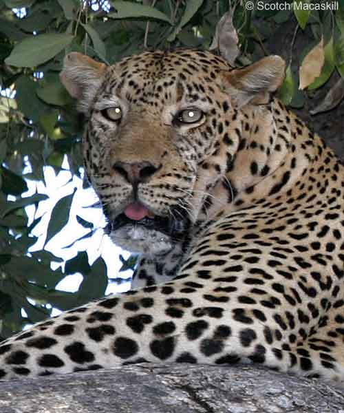Leopard in tree, Mashatu Game Reserve