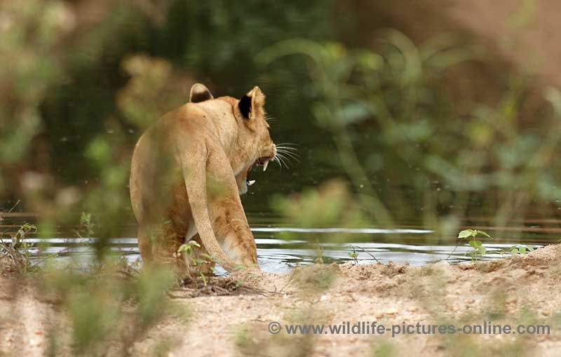 Young lioness calls across river to mother