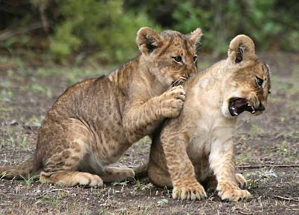Lion cubs at play