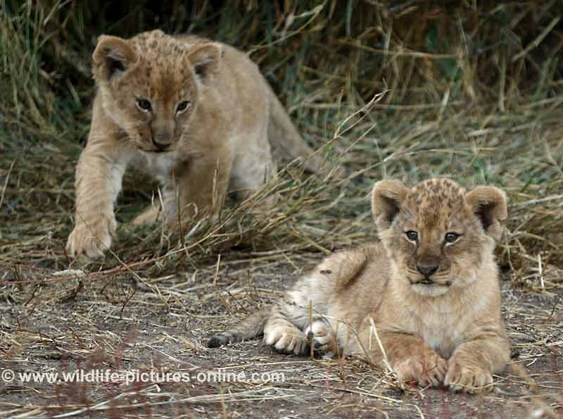 Lion cub creeping up on another, Mashatu Game Reserve, Botswana