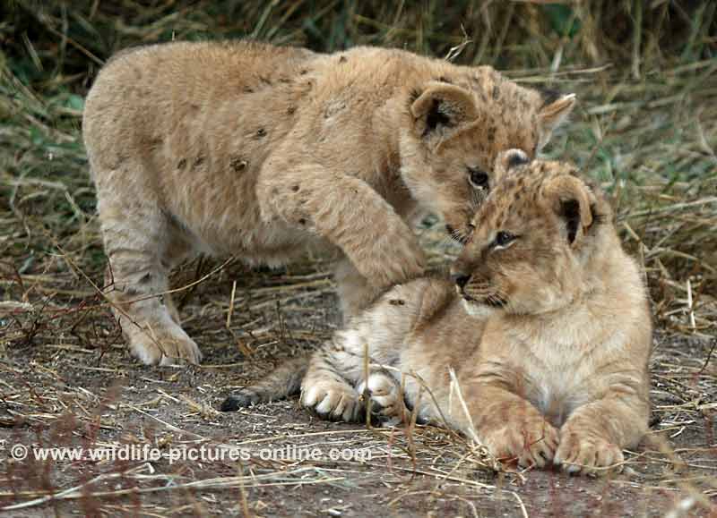 Lion cub wanting to play, Mashatu Game Reserve, Botswana