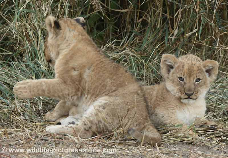 Baby lions in winter grass, Mashatu Game Reserve, Botswana