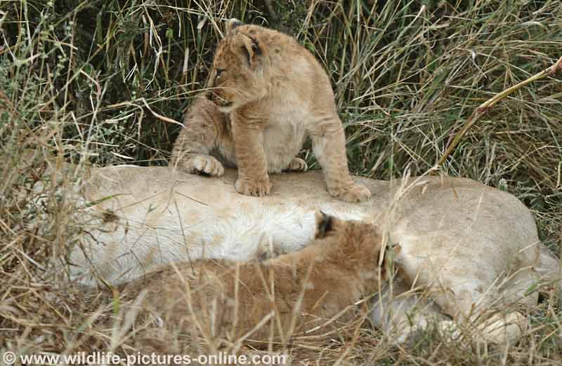 Baby lions with lioness, Mashatu Game Reserve, Botswana