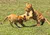 Lion cubs at play