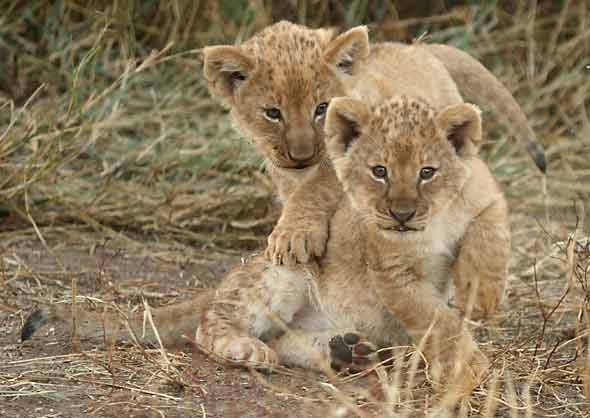 Pair of cute lion cubs