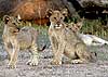 Trio of lion cubs