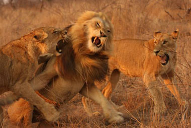Female lions attacking male, Sabi Sand
