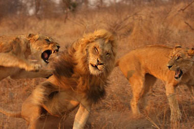 Female lions attacking male, Sabi Sand Game Reserve