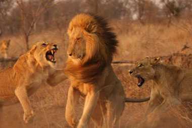 Female lions attacking male lion, Sabi Sand