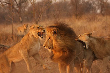 Female lions attacking male, Sabi Sand Wildtuin
