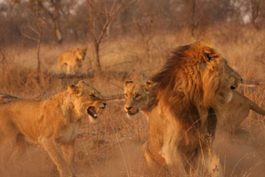 Lioness and male lion confrontation