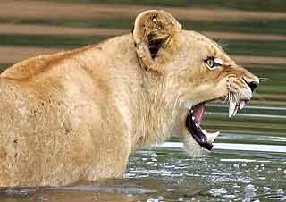 Young lioness in river