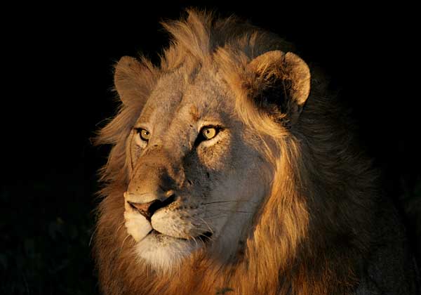 Lion portrait, Sabi Sand Game Reserve