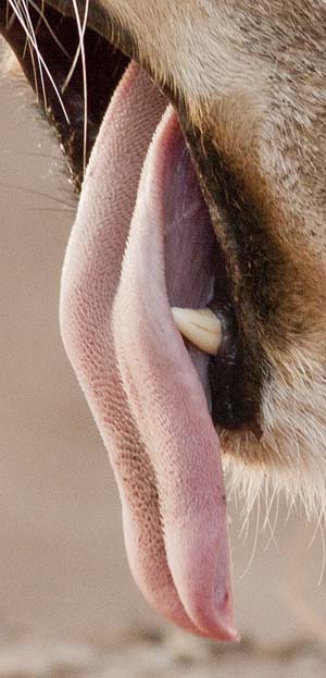 Lion's tongue