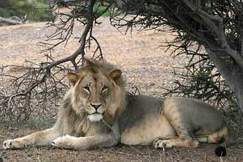 Male lion relaxing under shady bush