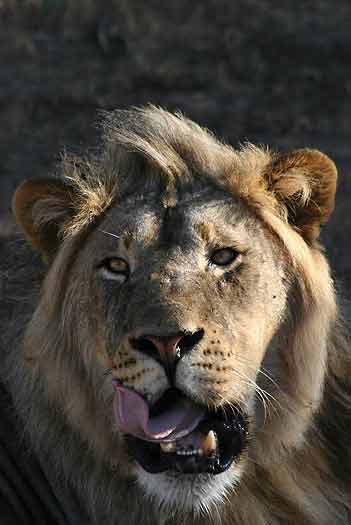 Lion male, Mashatu Game Reserve, Botswana