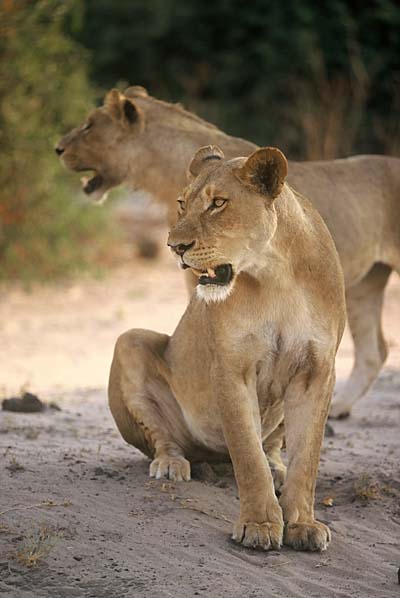 Lioness and young male lion