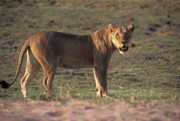 Lioness standing, side view