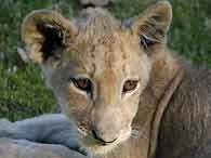 Lion cub close-up