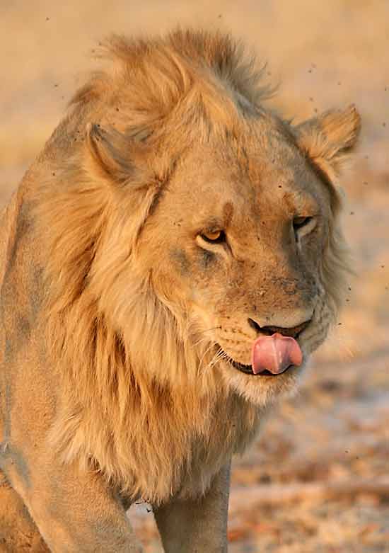 lion licking his lips