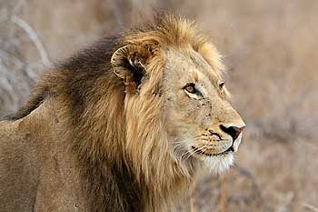 Male lion, head and shoulder view, Kruger National Park, South Africa