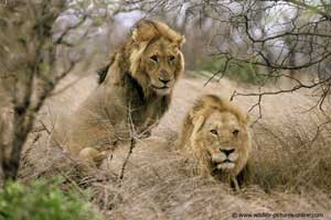 Pair of male lions, Kruger Park, South Africa