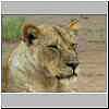Lioness, Tuli Block, Botswana