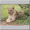 Lioness, Mashatu Game Reserver, Botswana