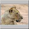 Lioness close-up, Mashatu Game Reserve, Botswana