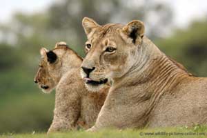 Lioness with youngster