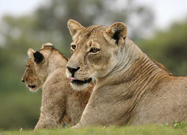 Lioness lying on grassy bank with a sub-adult cub, Mashatu Game Reserve, Botswana
