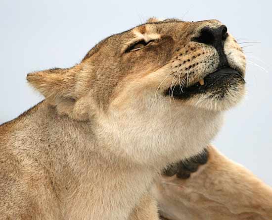 lioness with itch