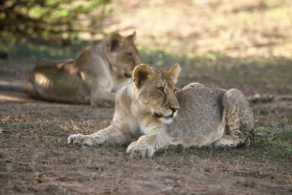 Pair of lion cubs
