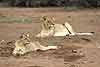 Lioness and cub in riverbed