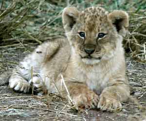 Baby lion cub with wooly coat