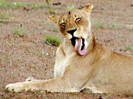 Picture of lion licking itself