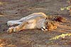 lioness resting, Botswana