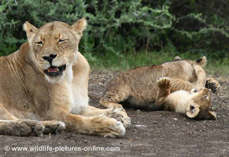 dozing lioness with playful cubs