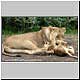 lion cub with lioness