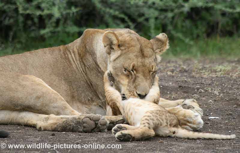 Tender lioness licking her playful cub, Mashatu Game Reserve, Botswana