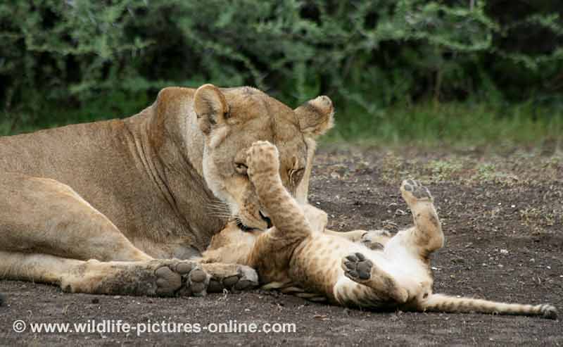 Tolerant lioness grooms her cub, Mashatu Game Reserve, botswana