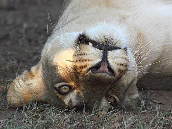 Lioness Lying Upside Down