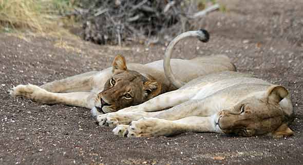 Lioness pair at rest